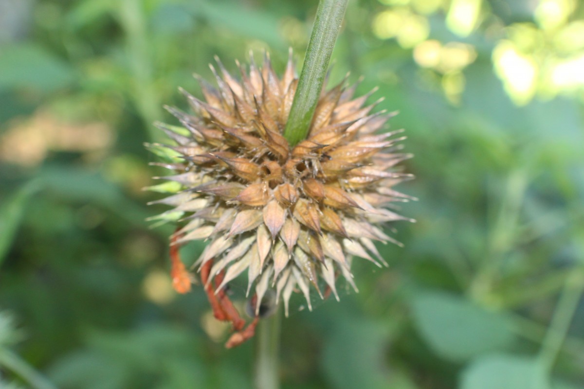 Leonotis nepetifolia (L.) R.Br.